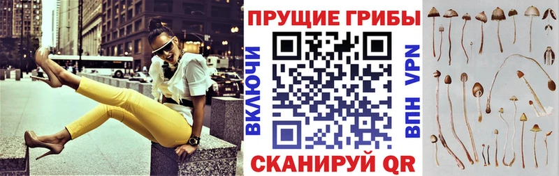 сколько стоит  Топки  Псилоцибиновые грибы Psilocybe 